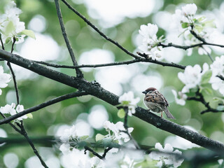 处理ps的电脑配置